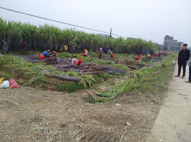 热卖区(广西甘蔗)基地直供，回程车免费提供。