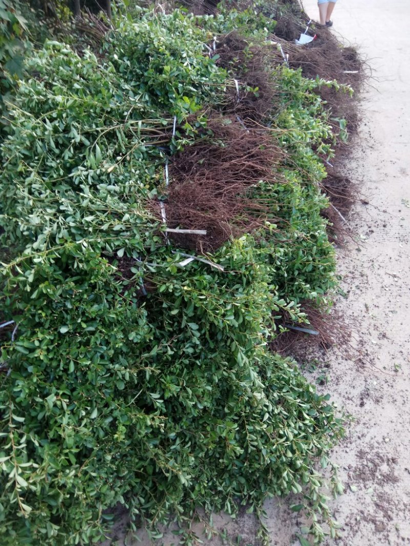 【精品推荐】现挖现发苗圃直发火棘苗.火棘杯苗欢迎