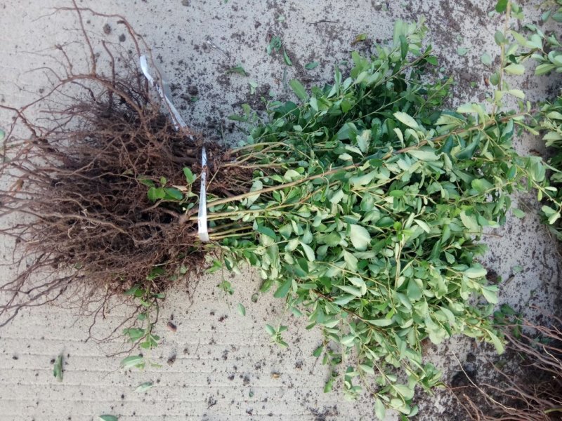 【精品推荐】现挖现发苗圃直发火棘苗.火棘杯苗欢迎