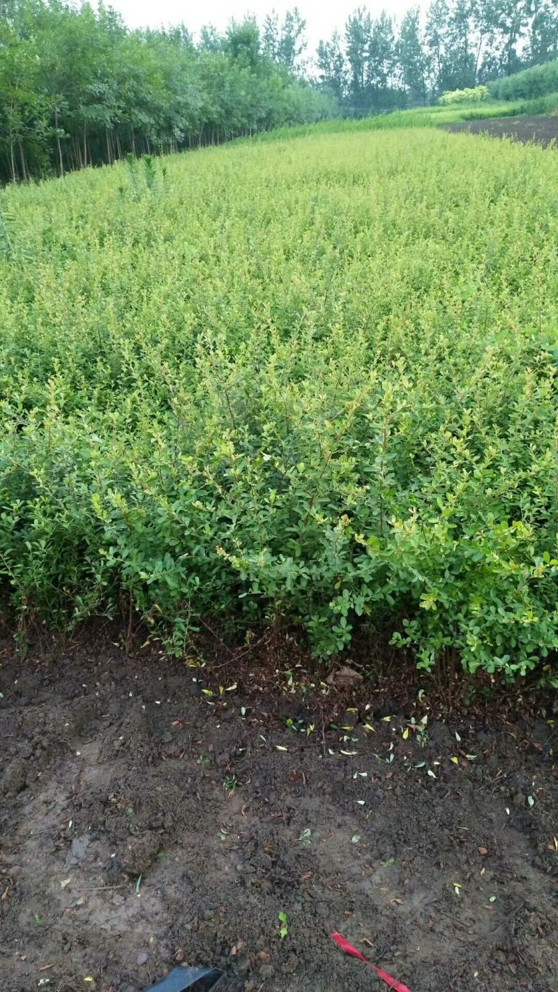 【精品推荐】现挖现发苗圃直发火棘苗.火棘杯苗欢迎