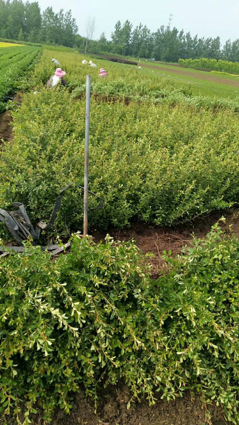 【精品推荐】现挖现发苗圃直发火棘苗.火棘杯苗欢迎