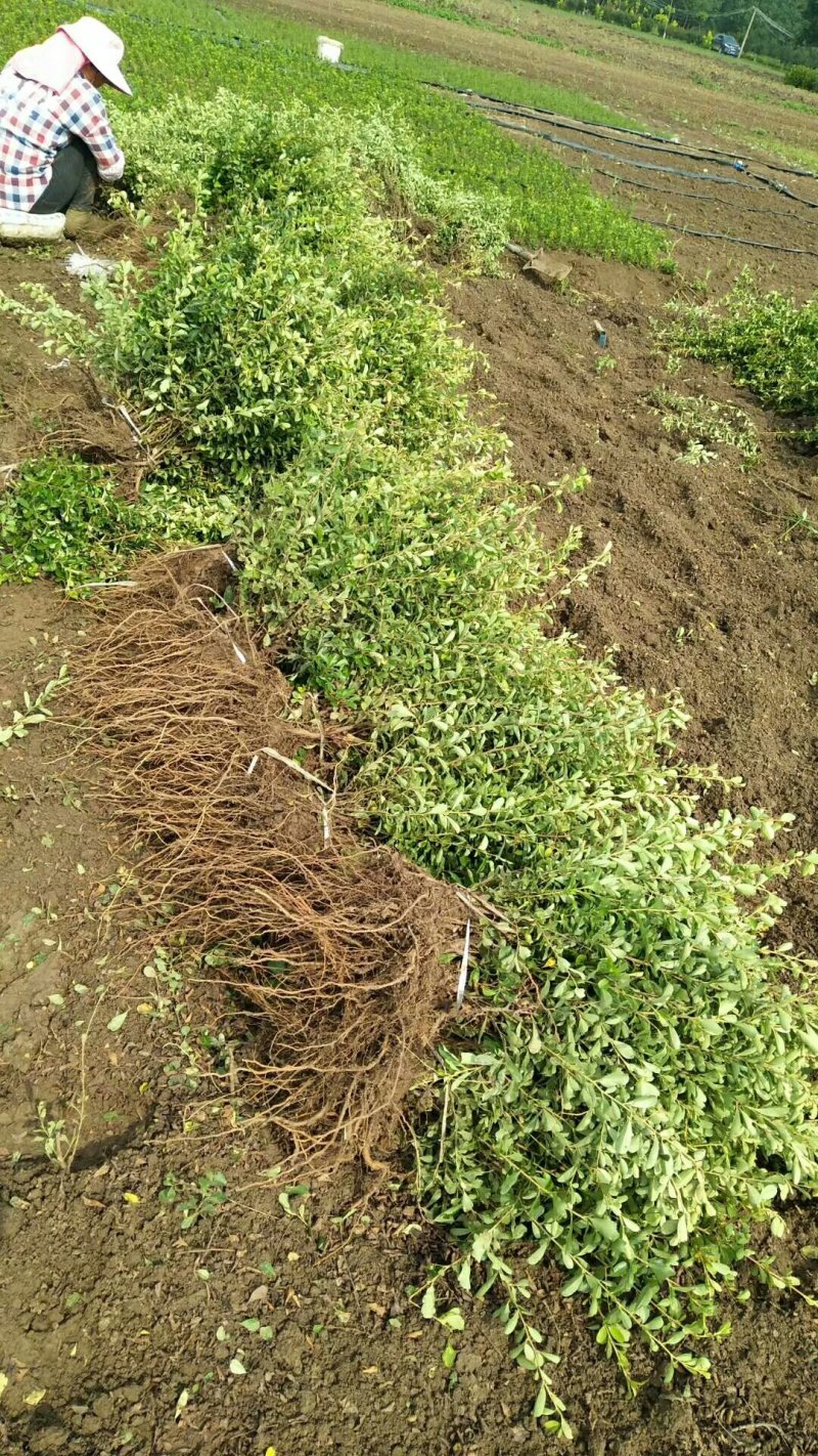 【精品推荐】现挖现发苗圃直发火棘苗.火棘杯苗欢迎