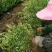 【精品推荐】现挖现发苗圃直发火棘苗.火棘杯苗欢迎
