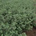 婺源皇菊茶【500克散装包邮】