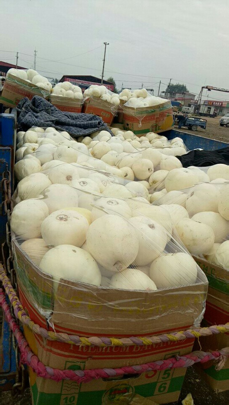 羊角蜜甜瓜