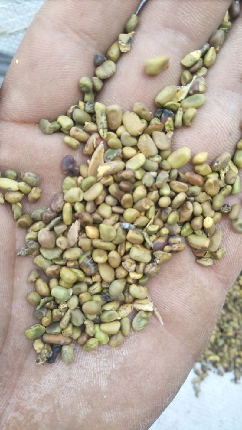 柠条籽