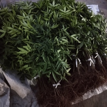 花椒苗出售