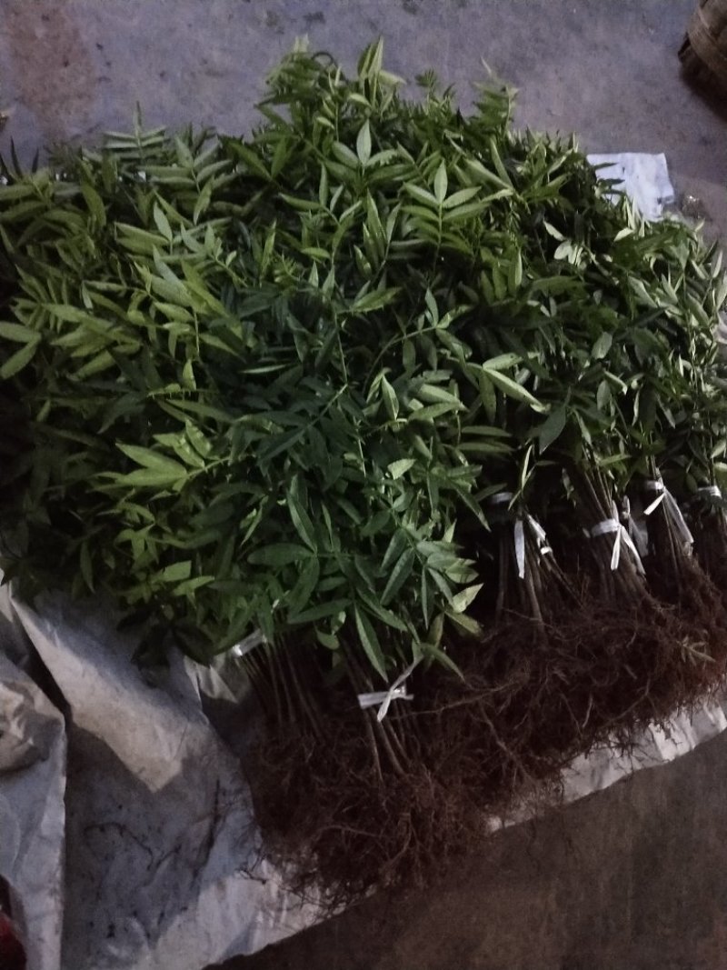 花椒苗出售