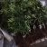 花椒苗出售