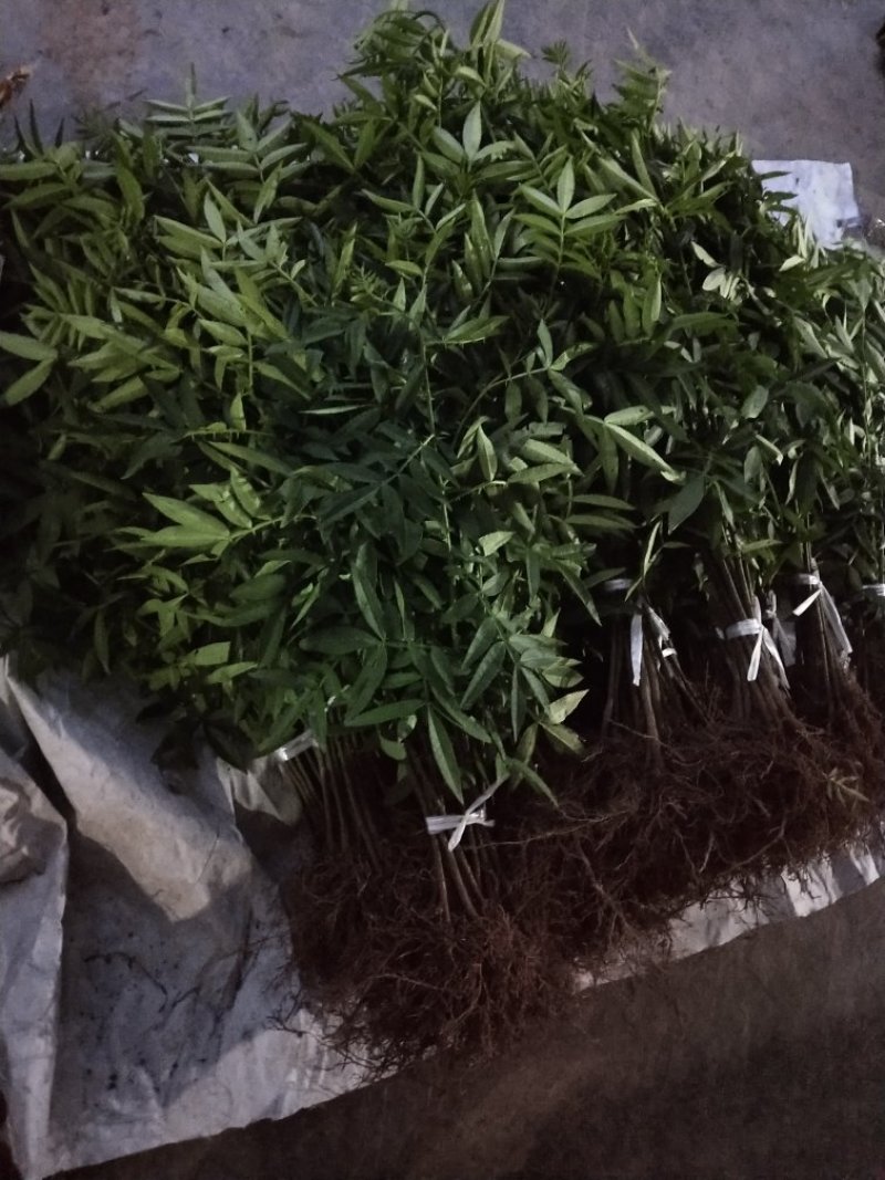 花椒苗出售
