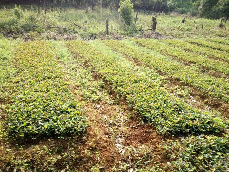 油茶苗