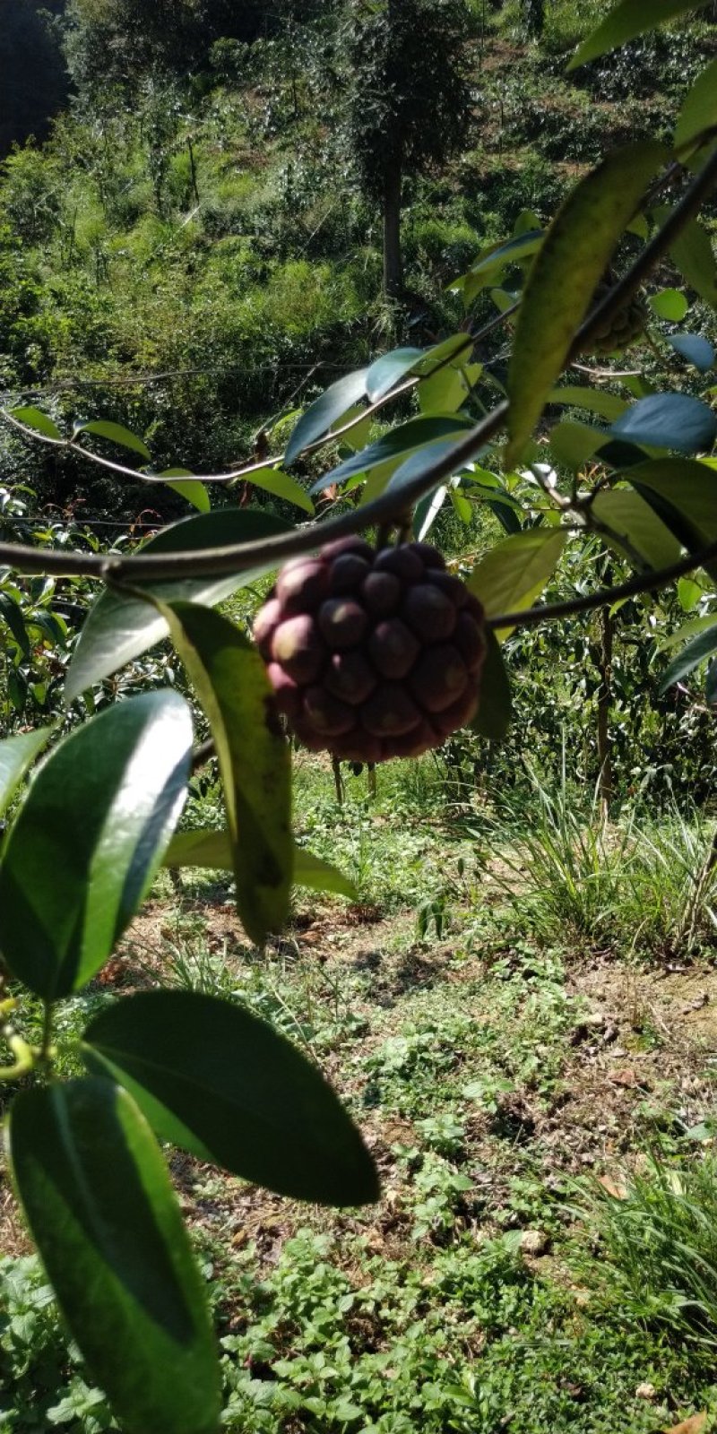 黑老虎水果