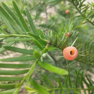 红豆杉