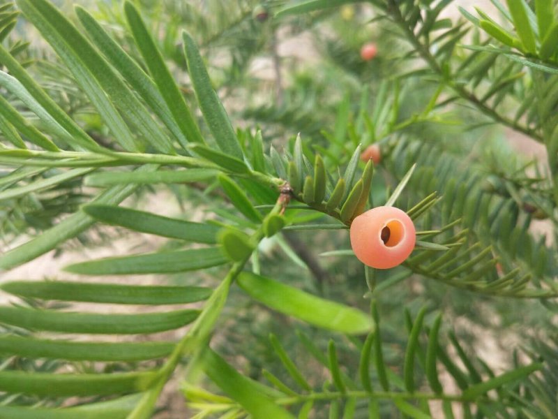 红豆杉