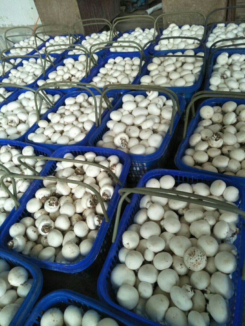 篮子菇，双胞菇