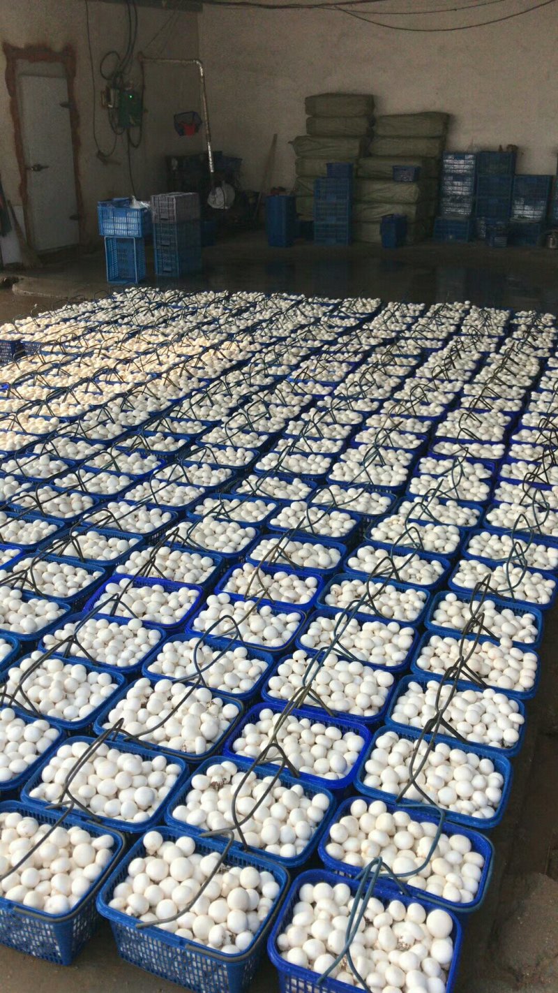 篮子菇，双胞菇