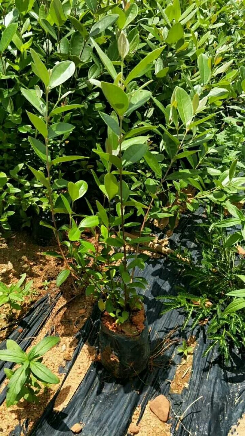 捻子苗桃金娘苗杯苗山花浪费果苗