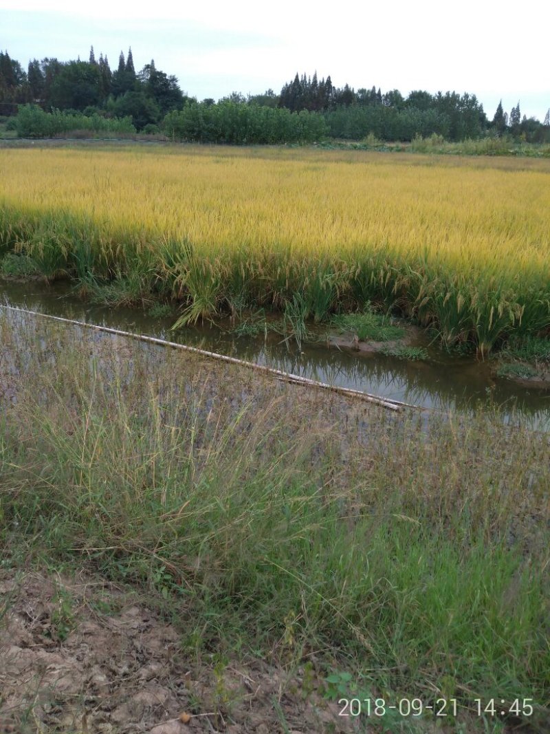 有机稻谷
