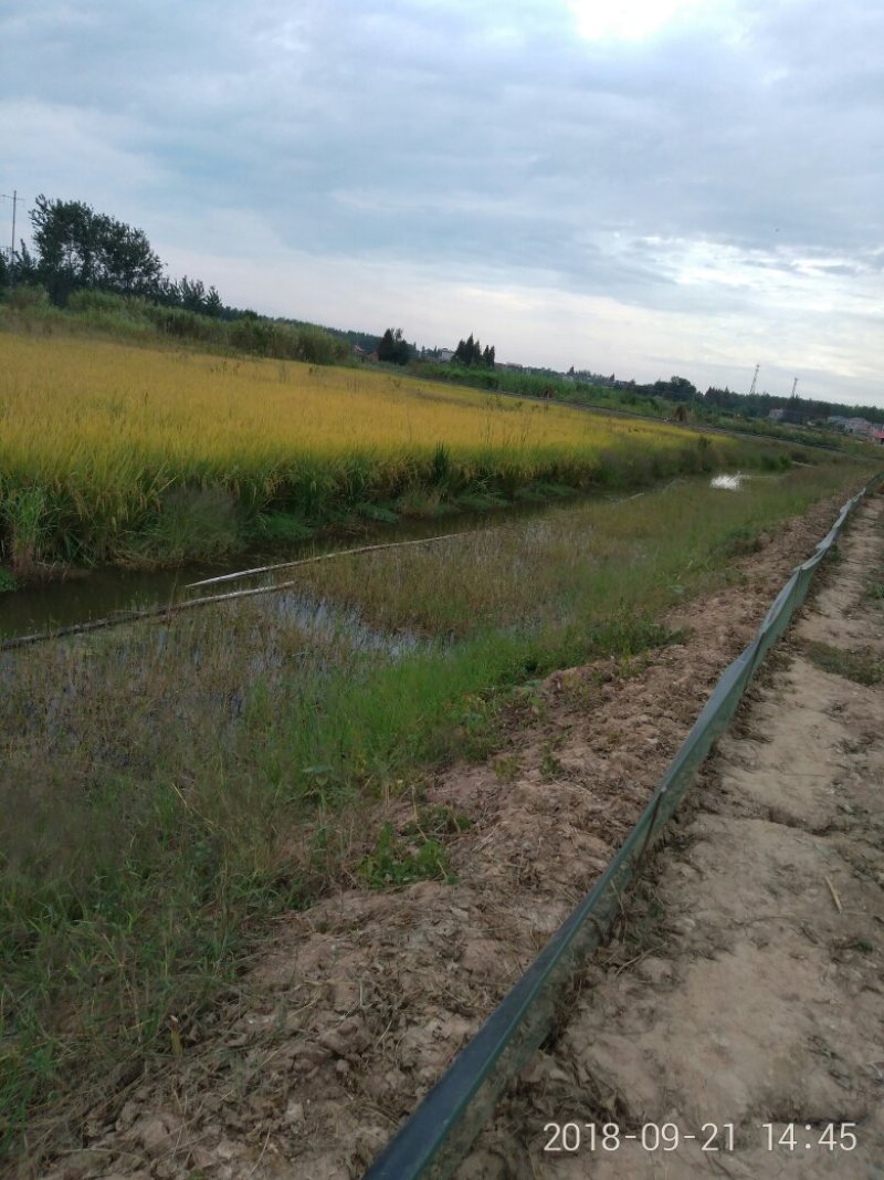 有机稻谷