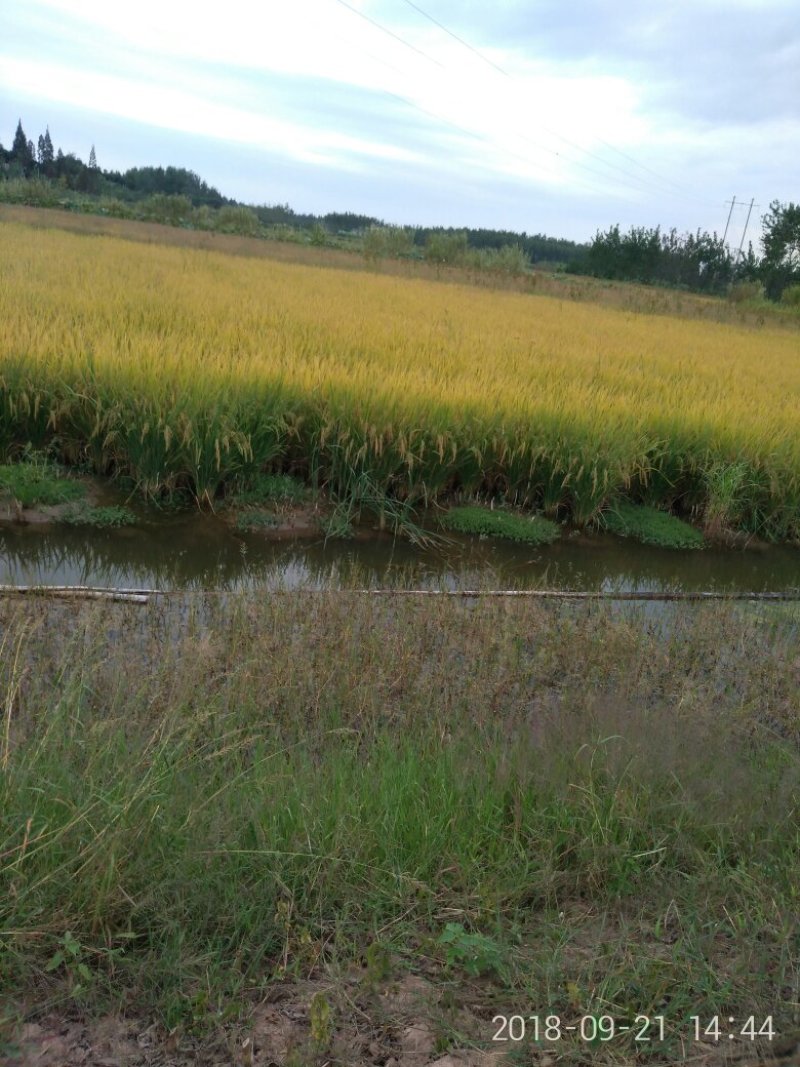 有机稻谷