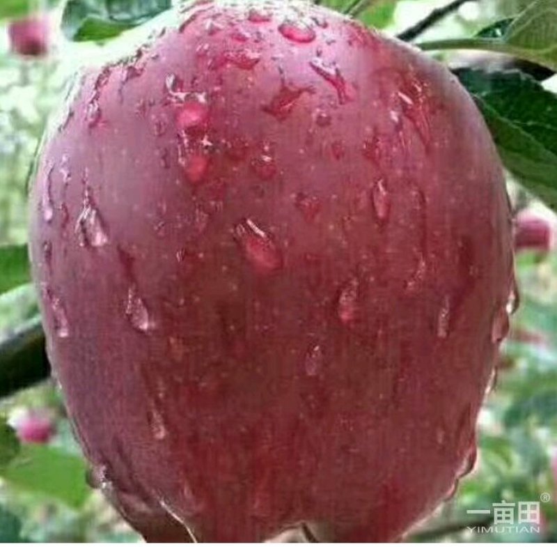 天水花牛苹果68元/箱