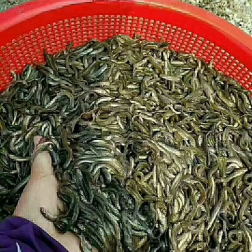台湾泥鳅，欢迎来电咨询，基地实拍