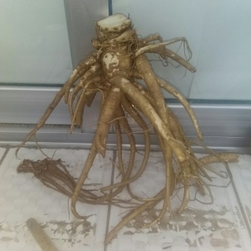 这是大通当归
