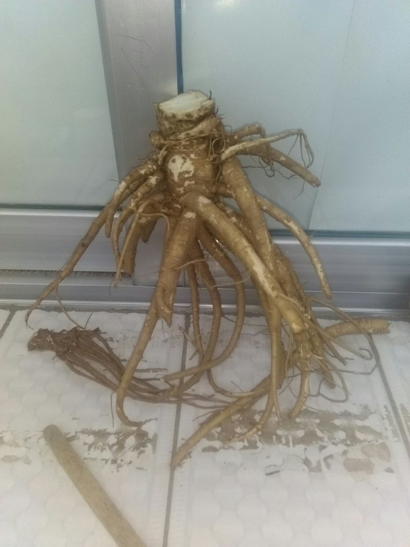 这是大通当归