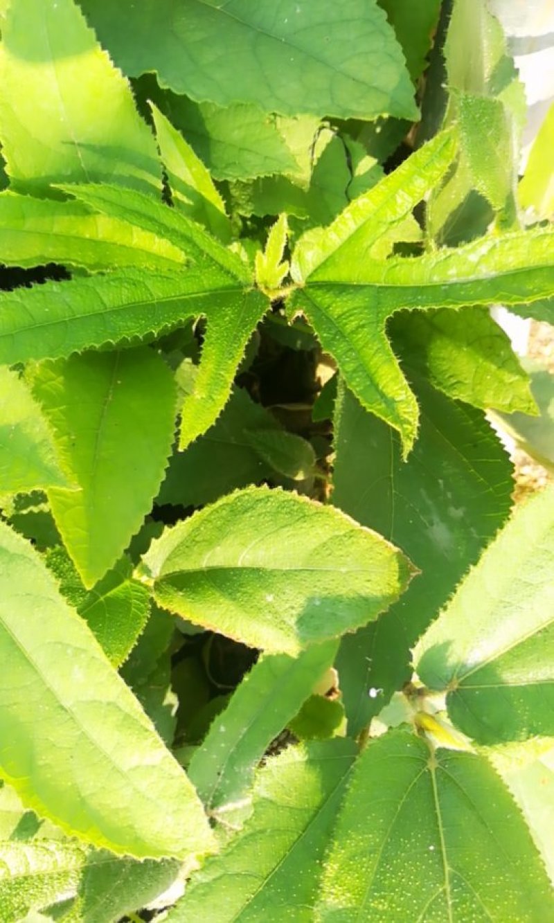 五指毛桃