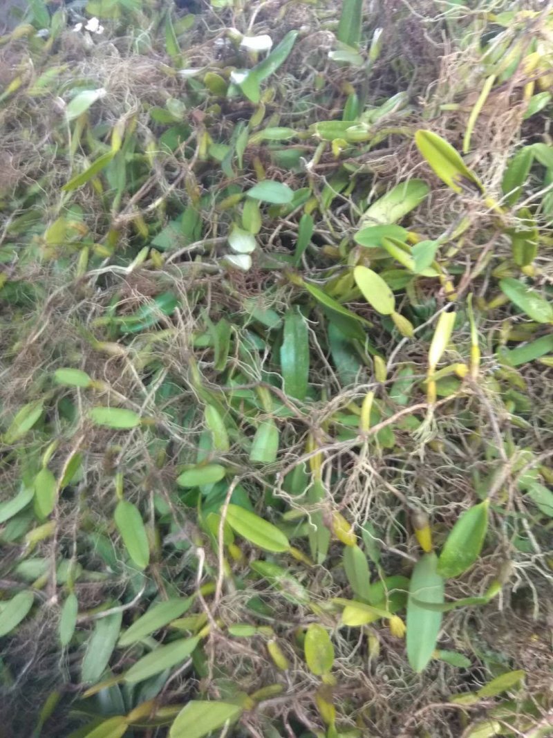 石橄榄