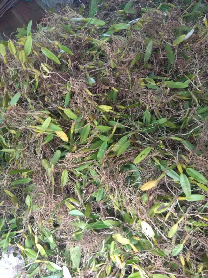 石橄榄
