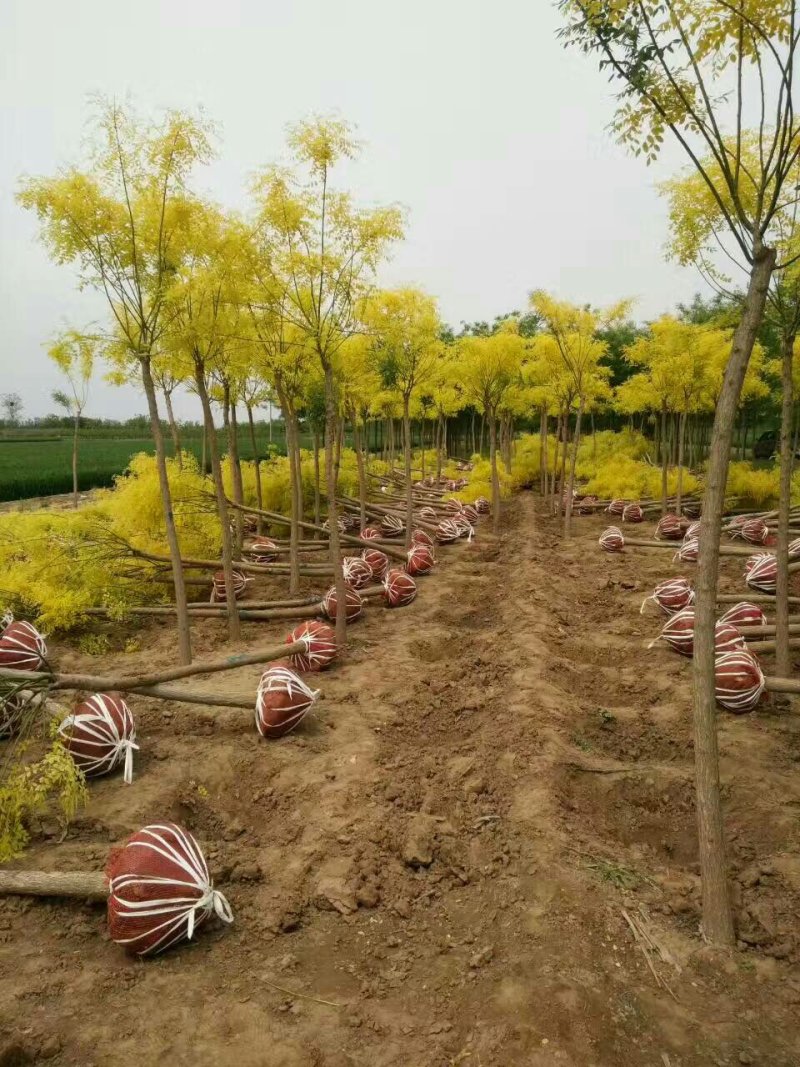 大量销售，金叶槐，矮接金叶槐，移植苗，易成活
