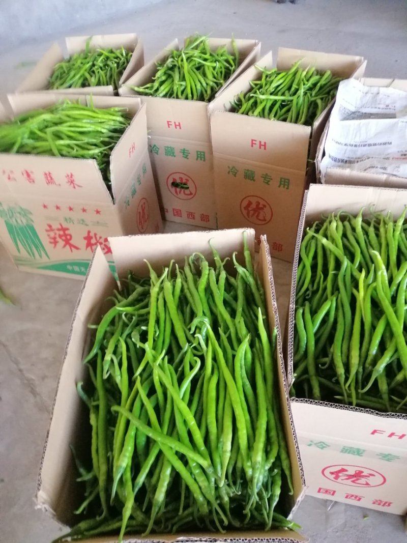鲜青辣椒