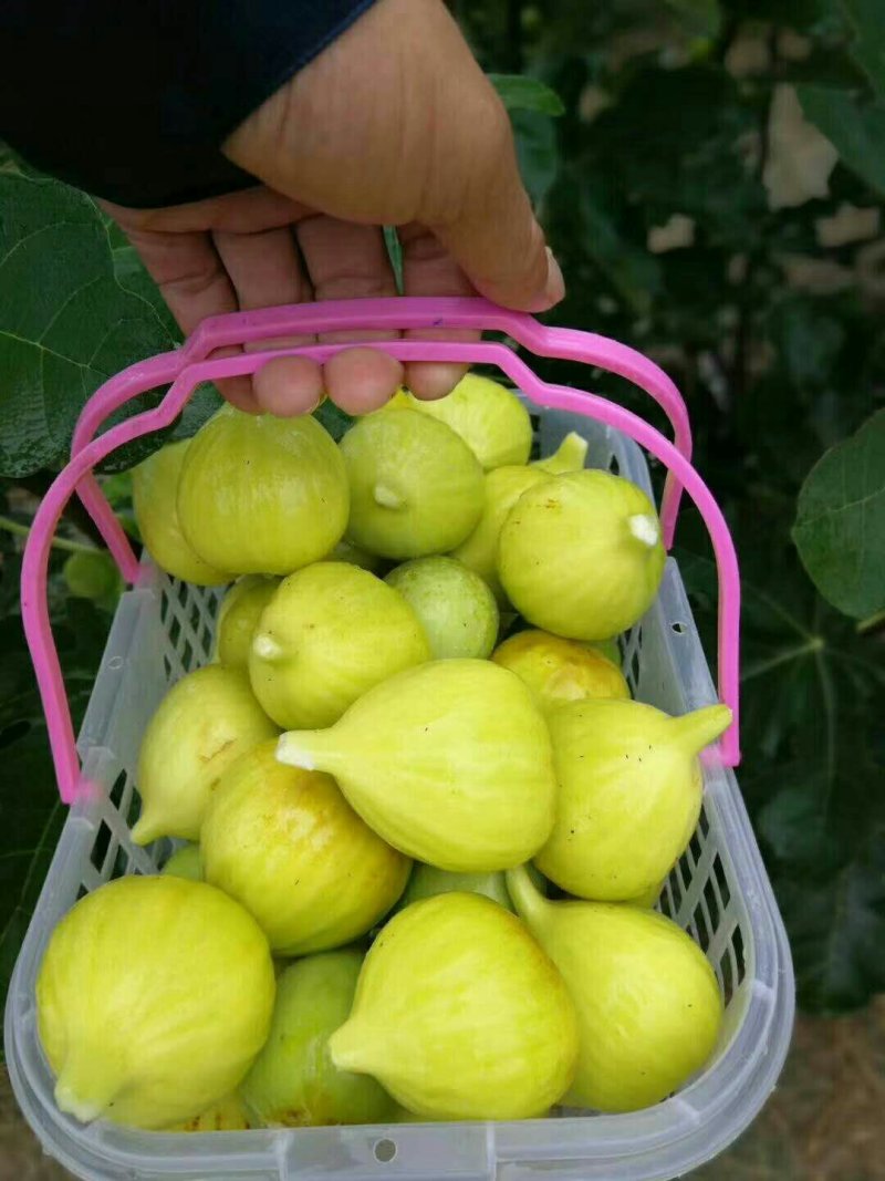 布兰瑞克无花果苗基地，质优价廉，物流方便，