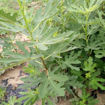 布兰瑞克无花果苗基地，质优价廉，物流方便，