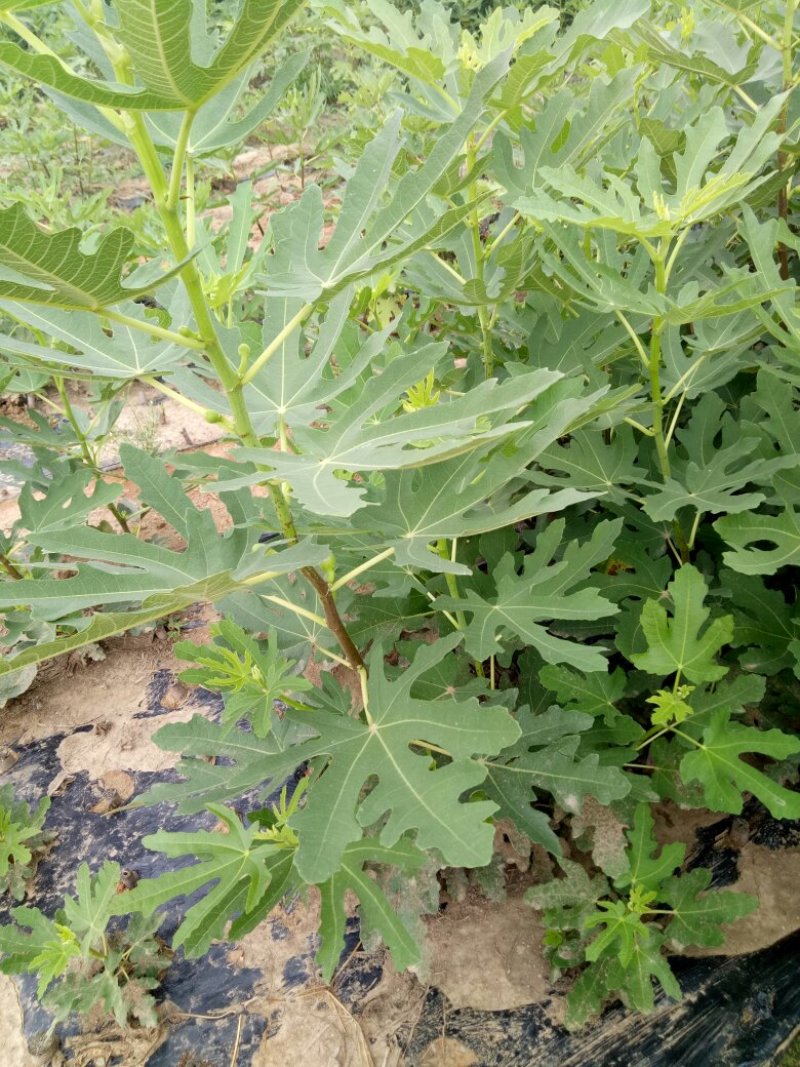 布兰瑞克无花果苗基地，质优价廉，物流方便，