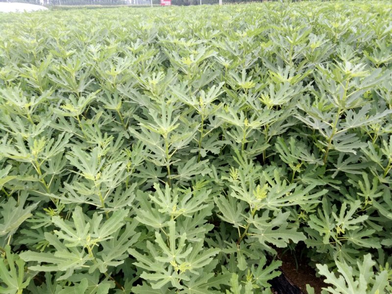 布兰瑞克无花果苗基地，质优价廉，物流方便，
