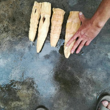 笋干烟笋干泡笋干
