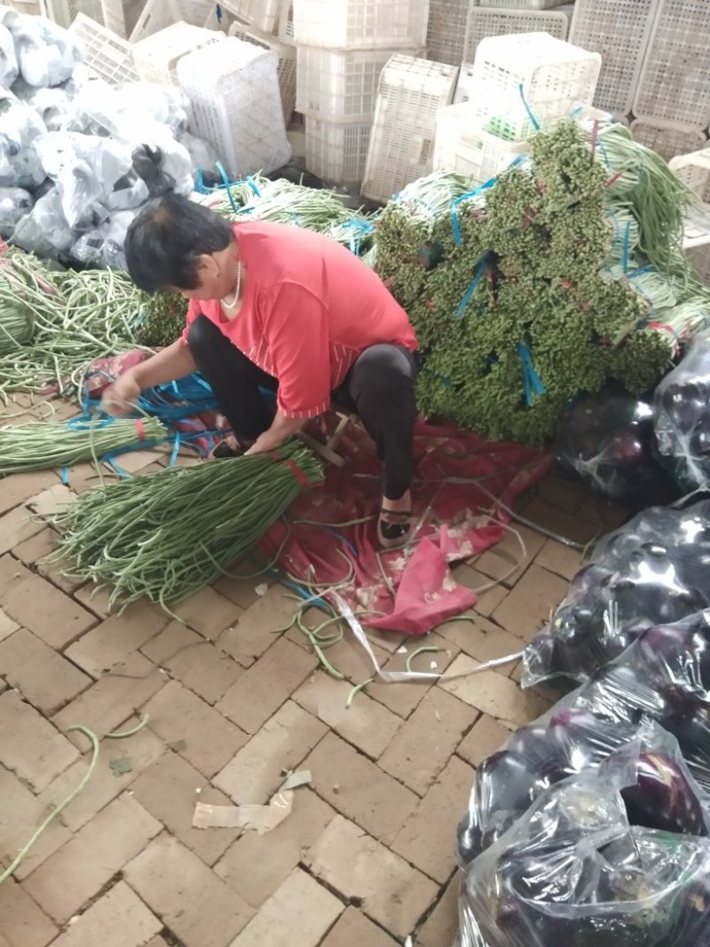 长豆角.黄瓜.圆椒.茄子.西葫芦.黄皮椒