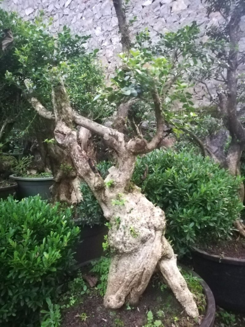 黄杨桩