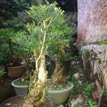 黄杨桩