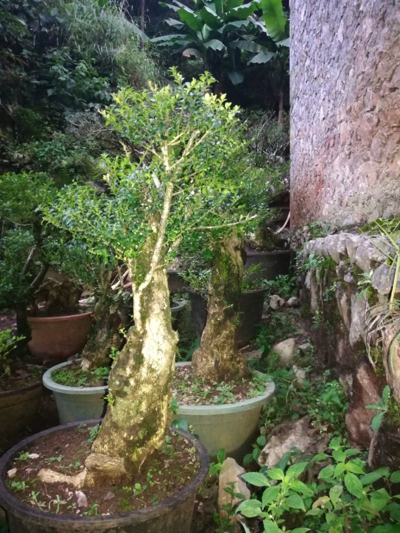 黄杨桩