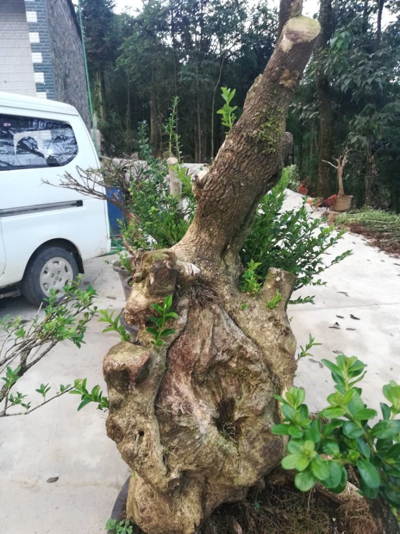 黄杨桩