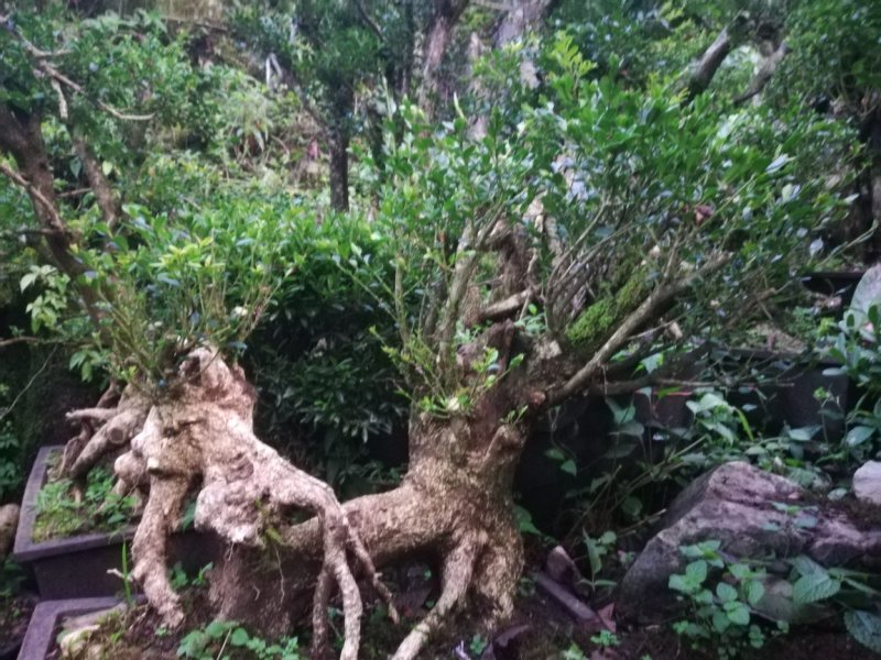 黄杨桩