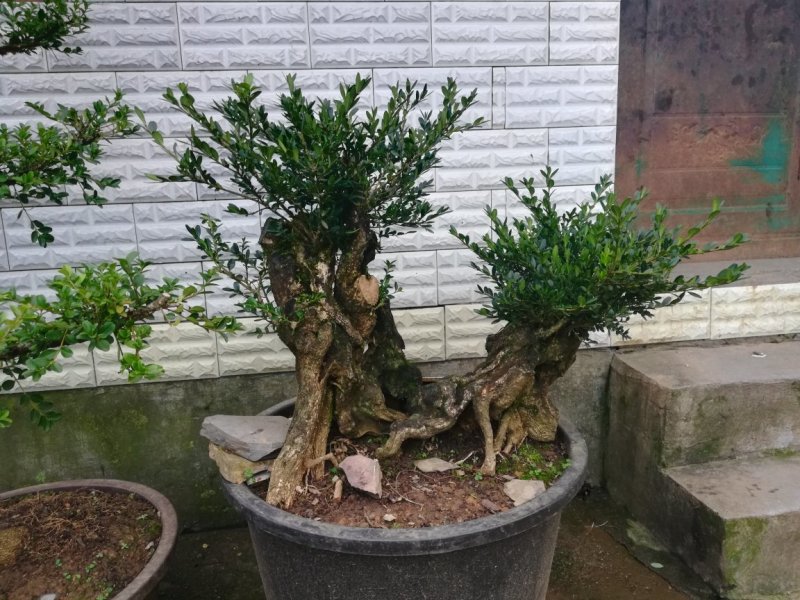黄杨桩
