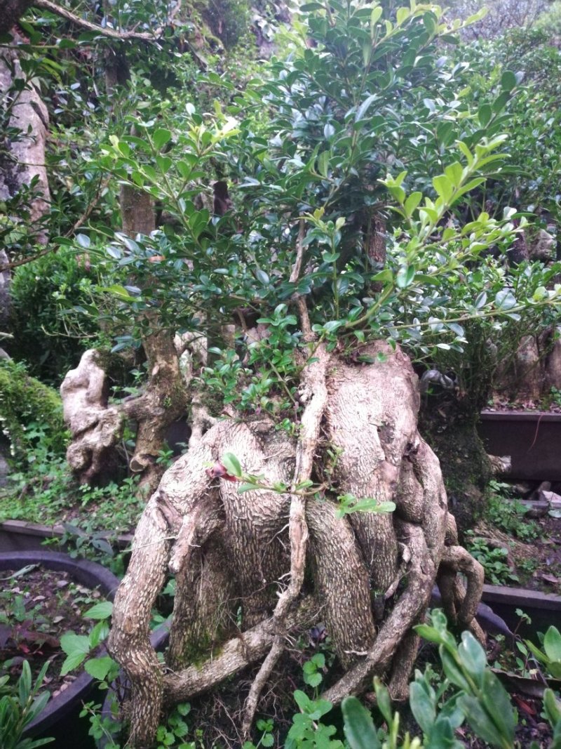 黄杨桩