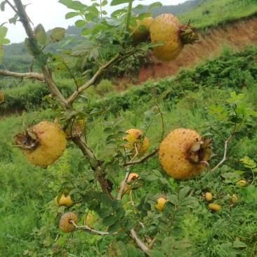野生刺梨鲜