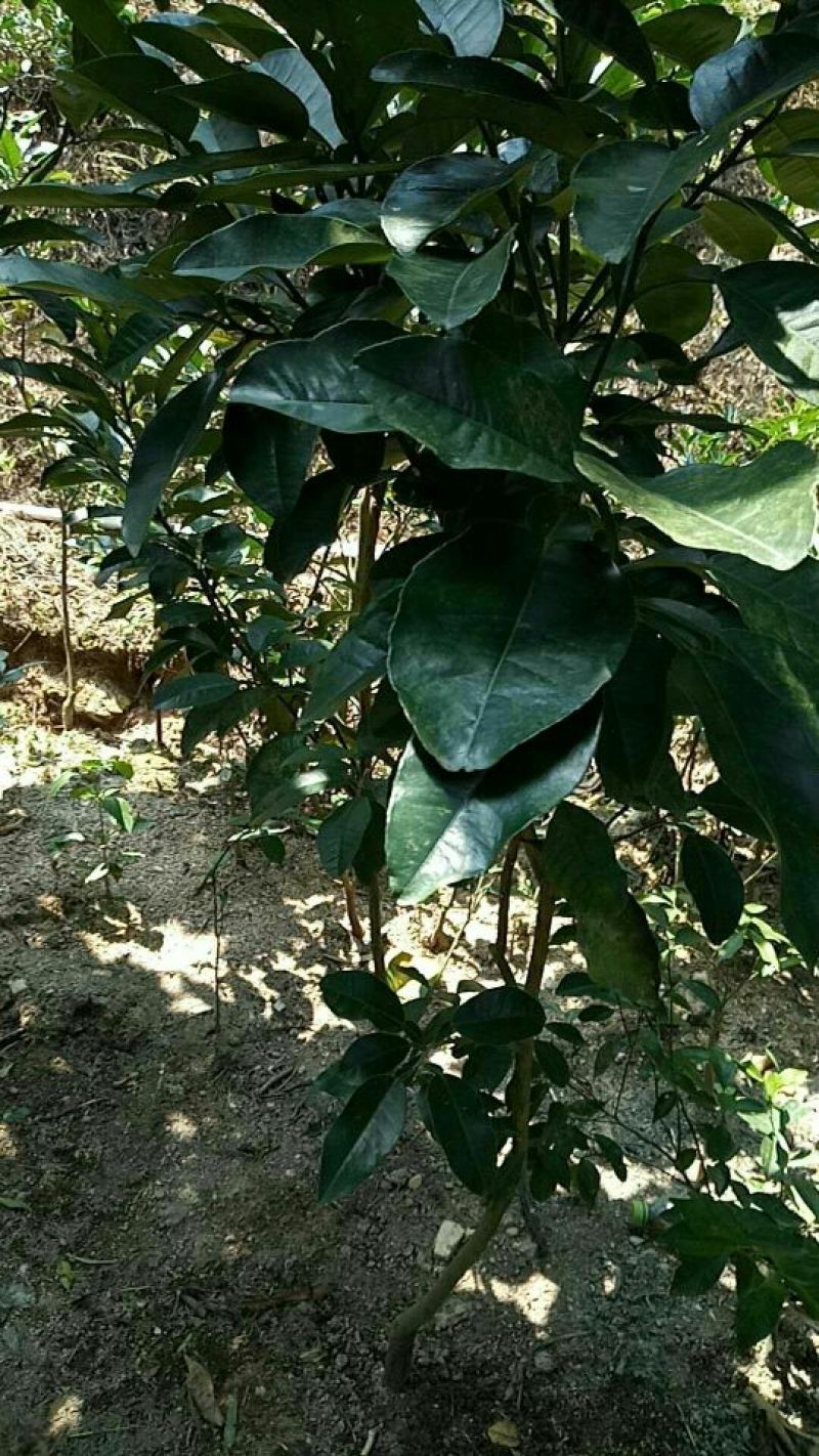 化橘红苗已经挂果的大苗