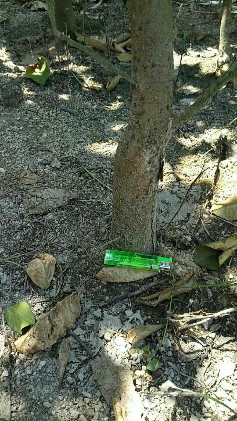 化橘红苗已经挂果的大苗