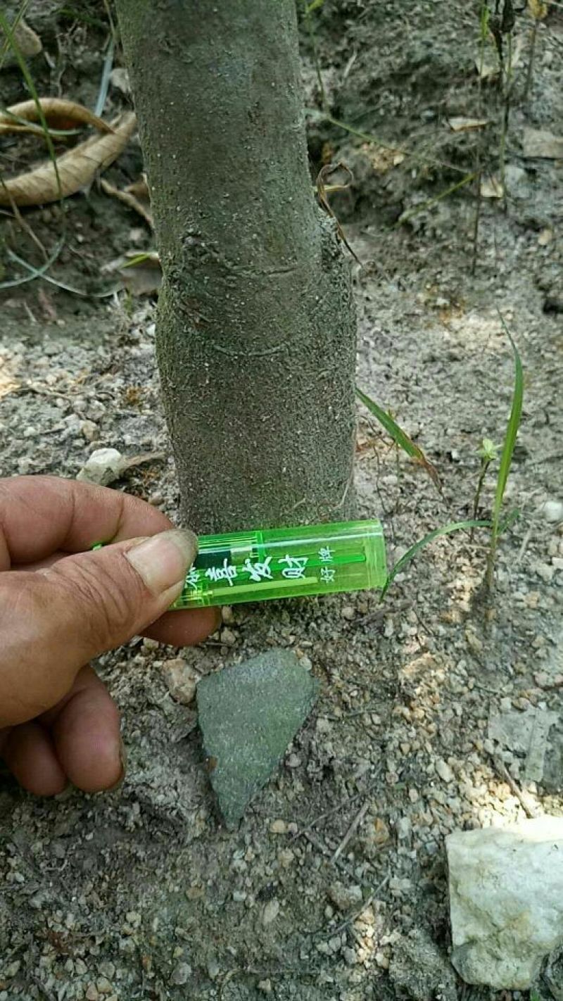 化橘红苗已经挂果的大苗